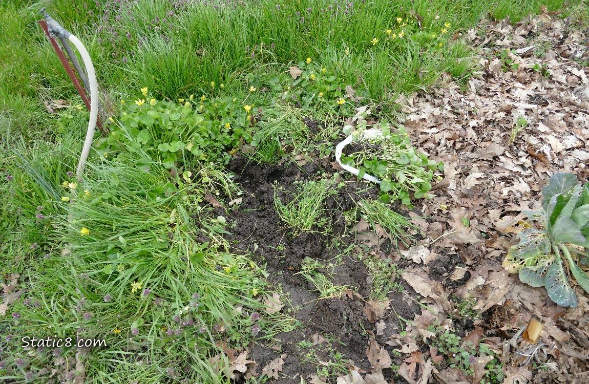 Bagged Lesser Celandine