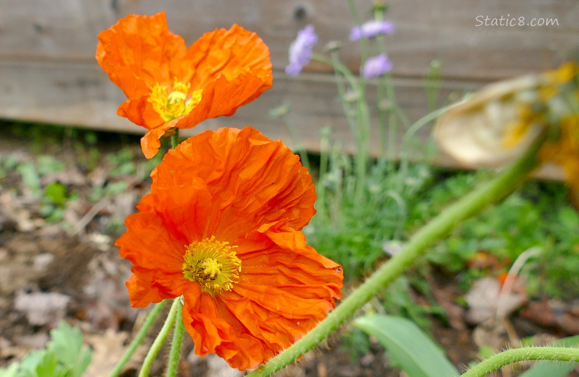 Orange Poppy blooms