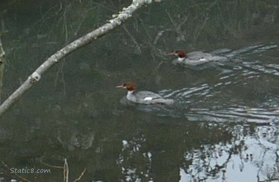 Two Common Mergansers paddling on the water