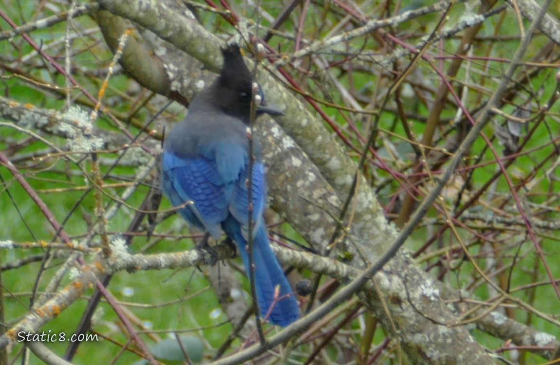 Steller Jay standing among sticks