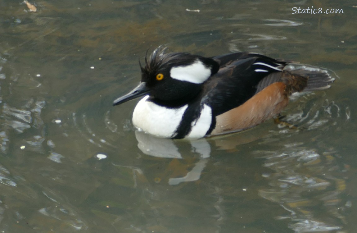 Male Hooded Merganser paddling on the water