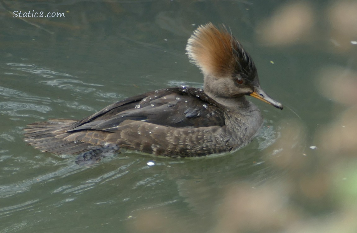 Female Hooded Merganser paddling on the water