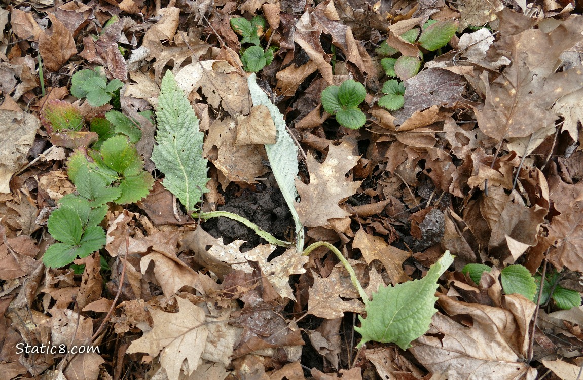 Wilted Artichoke plant with some strawberry plants