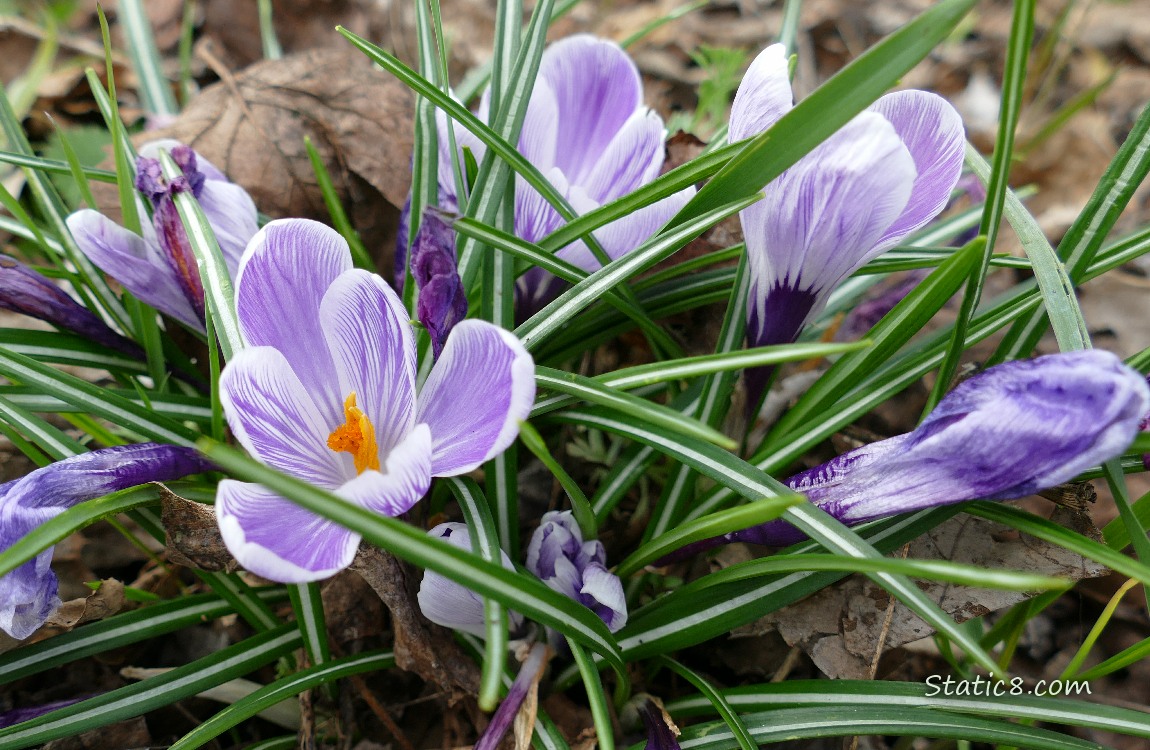 Crocus blooms