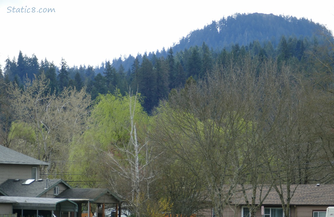 Fir trees on the hill in the distance