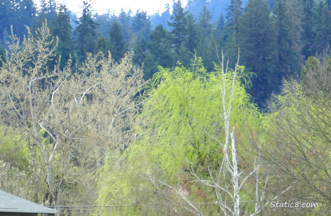 Budding trees in the distance, with dark fir trees in the background