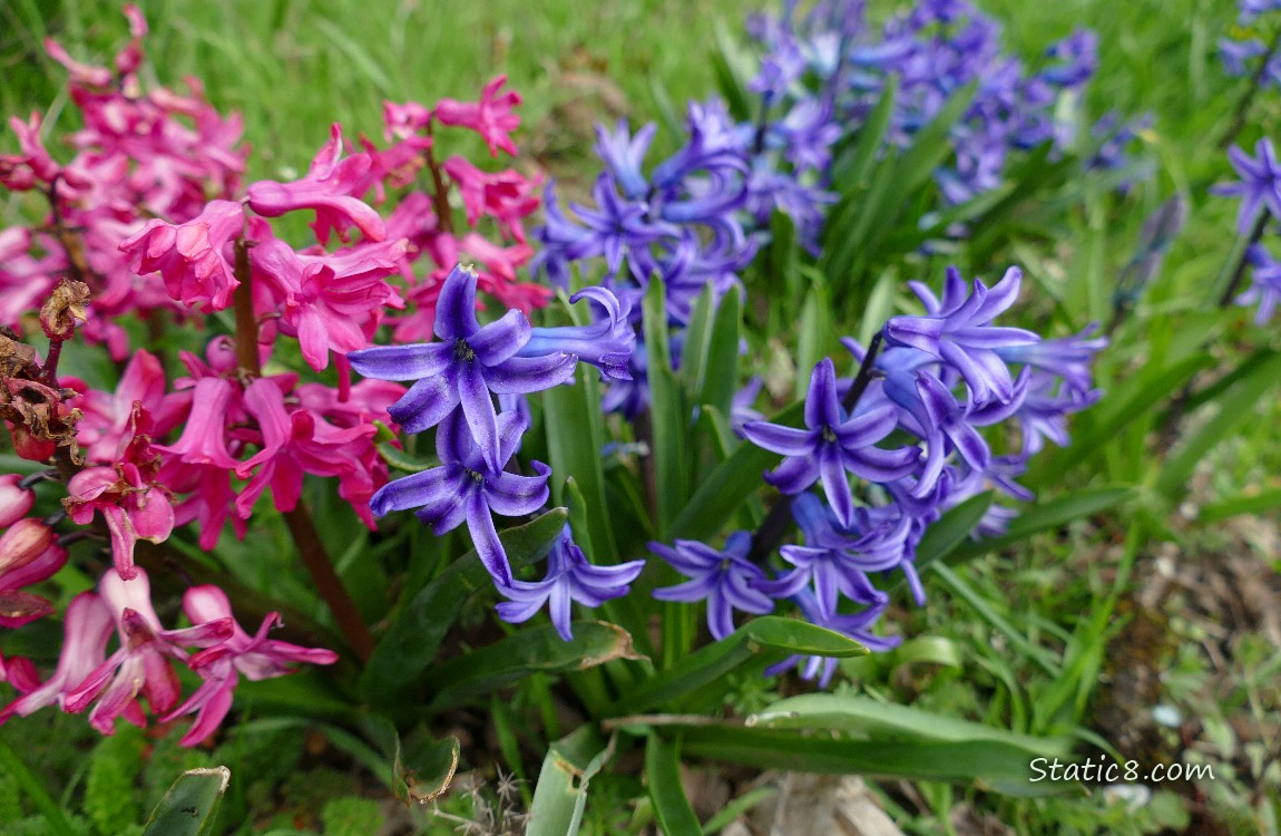Bright pink and purple Hyacinth blooms