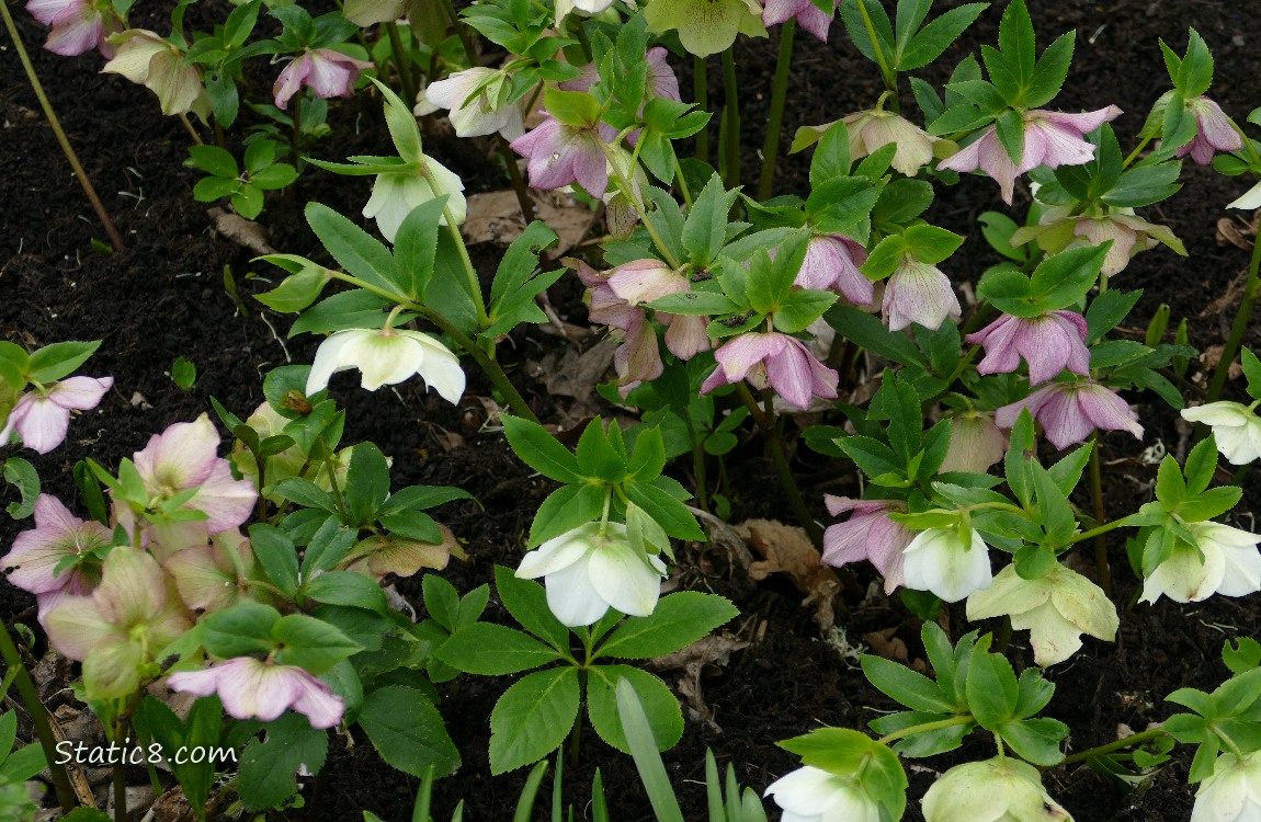 Lenten Rose blooms in pink and white