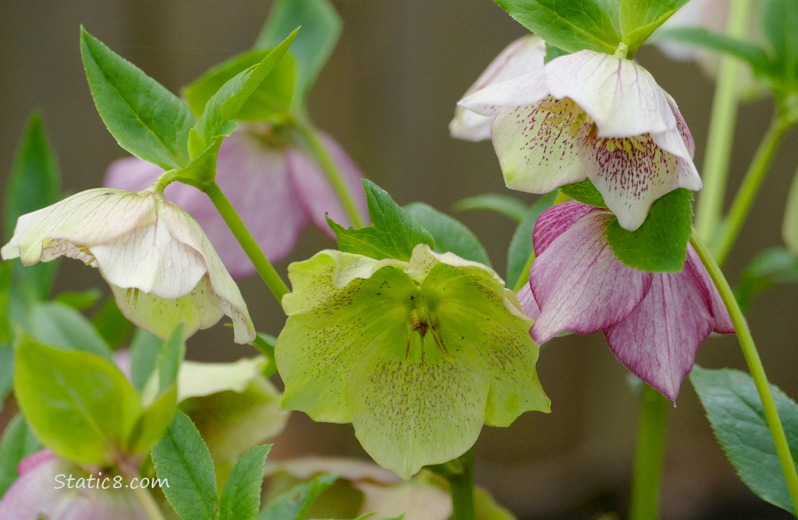 Lenten Rose blooms in pink and white