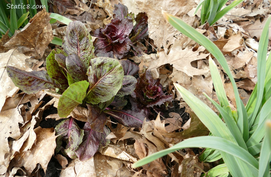 Purple lettuce plants growing among leaf mulch
