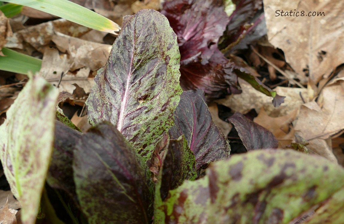 Purple and green lettuce leaves