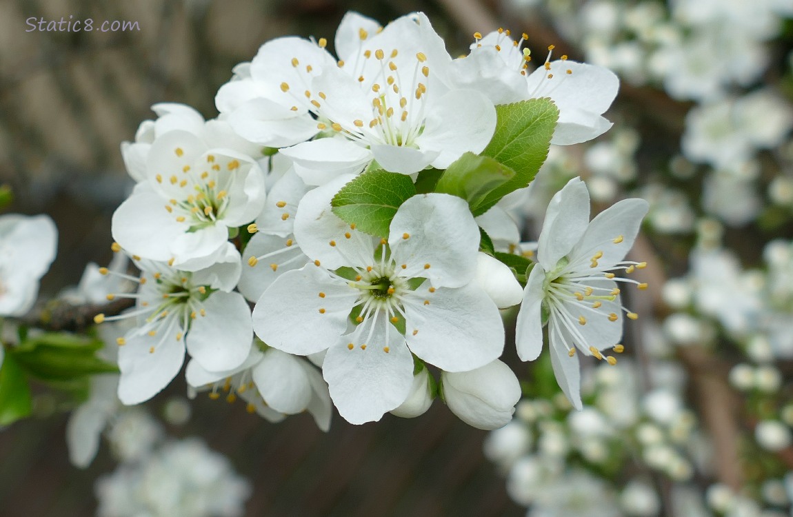 Plum Blossoms