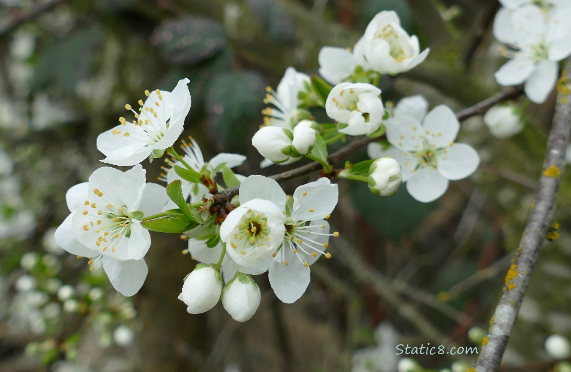Plum Blossoms