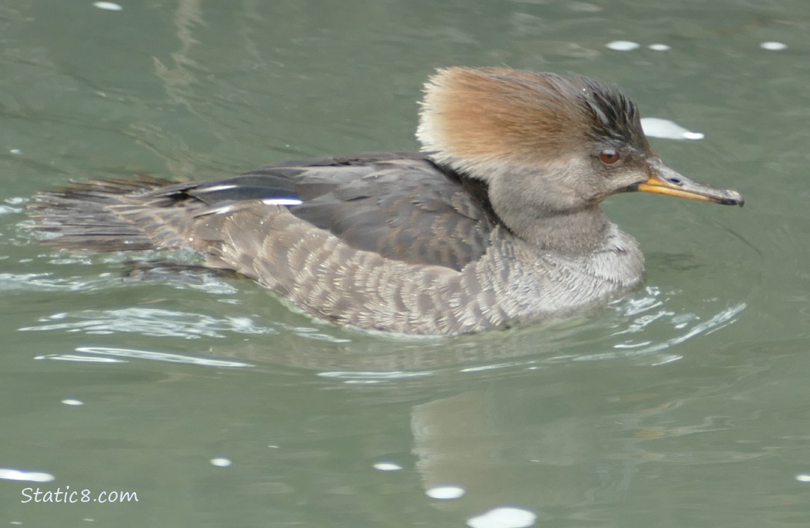 Female Hooded Merganser paddling on the water