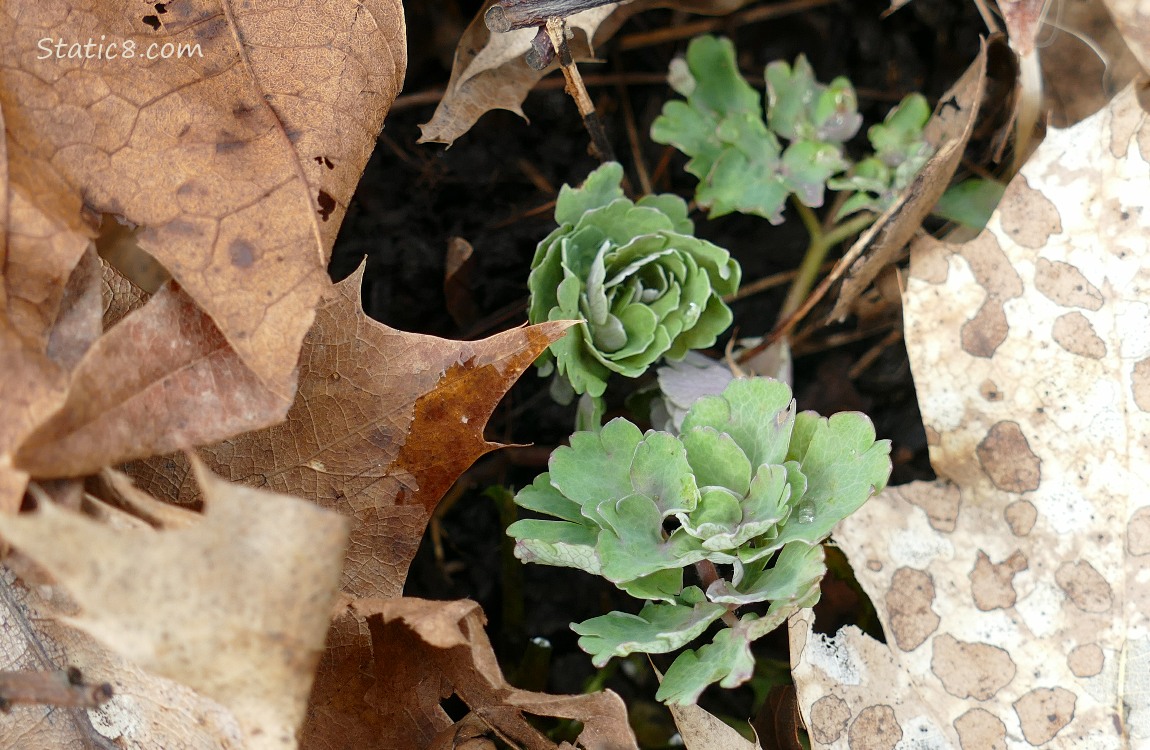 Columbine leaves poking thru leaf mulch