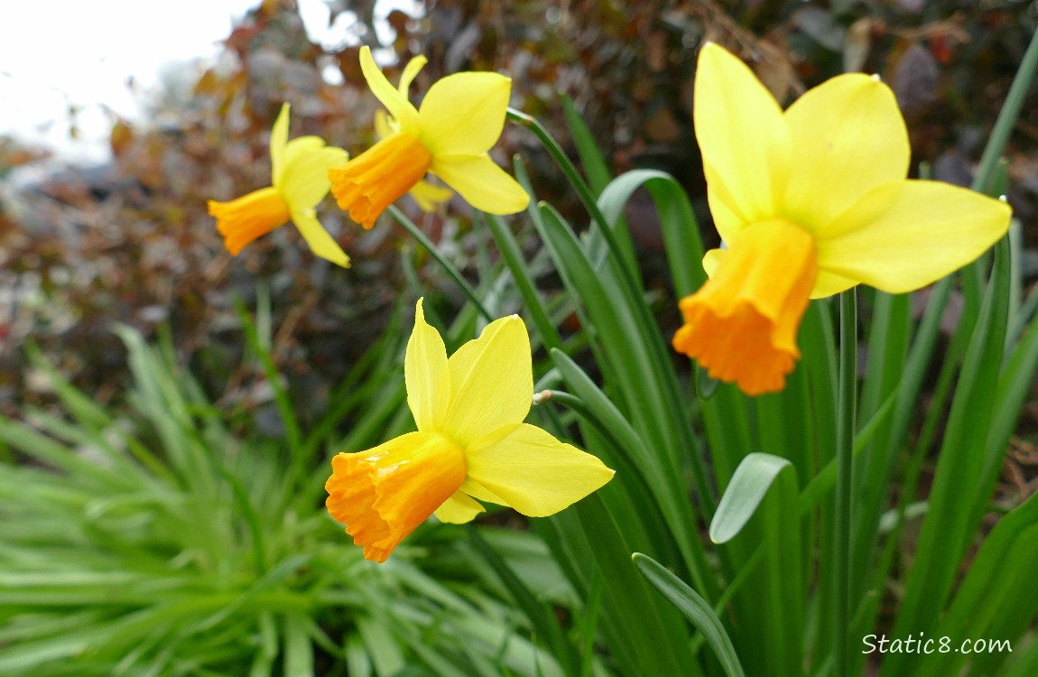 Daffodil blooms under a grey sky