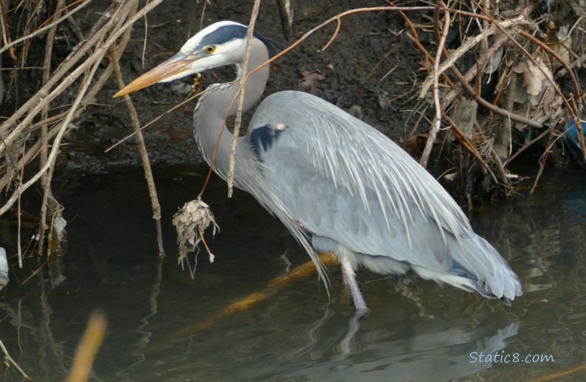 Great Blue Heron standing in the creek next to the bank