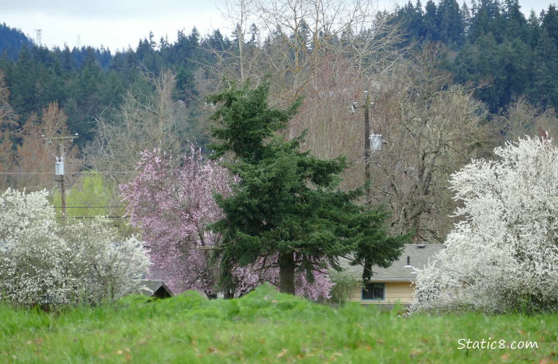 Spring trees in white and pink blossoms