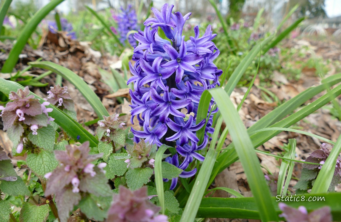 Purple Hyacinth bloom with some Dead Nettle