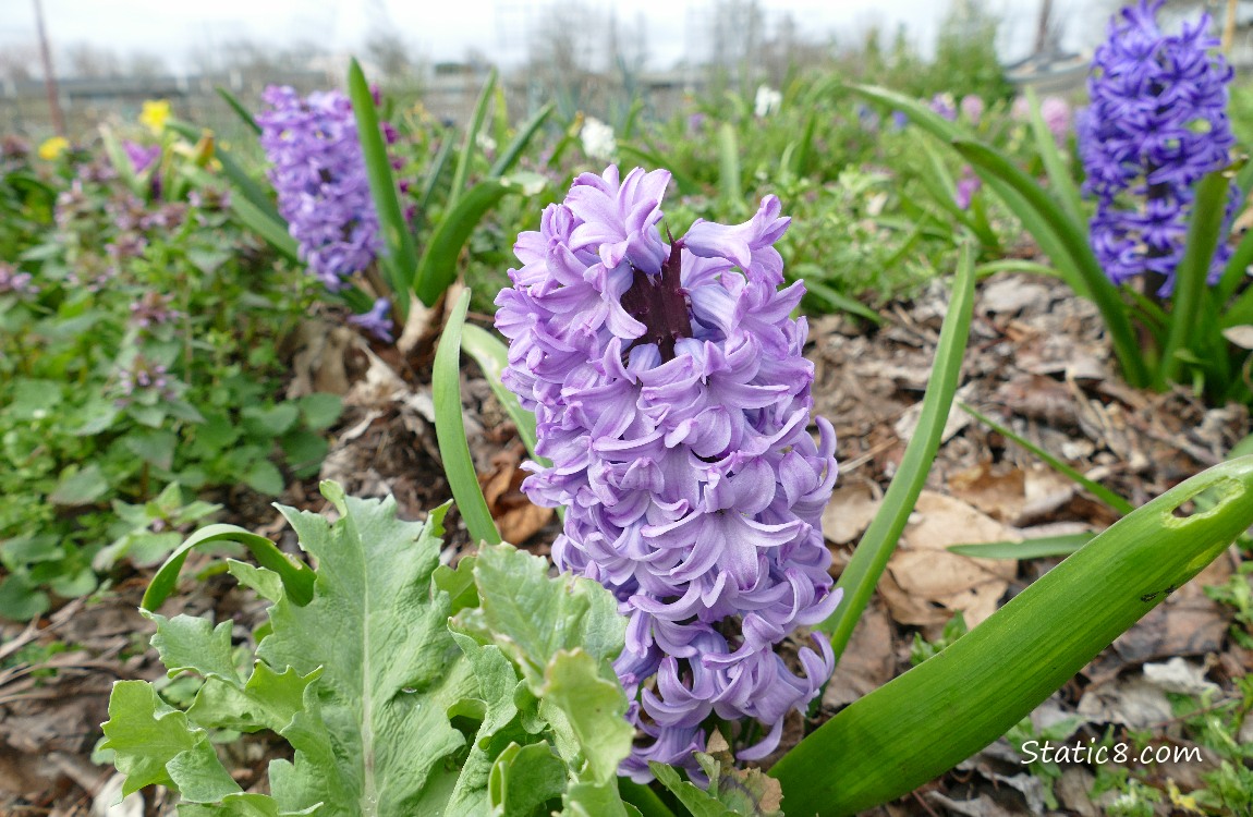 Hyacinth blooms in a garden plot