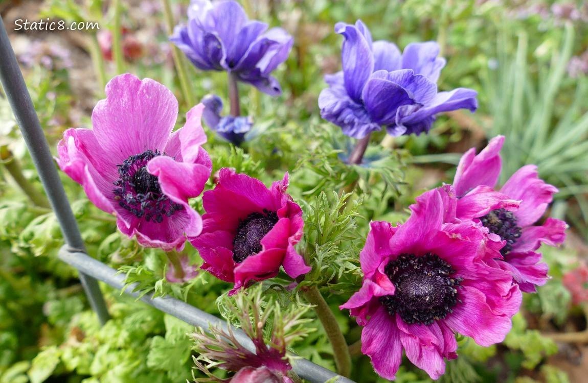 Japanese Anemones in blue and purple blooms