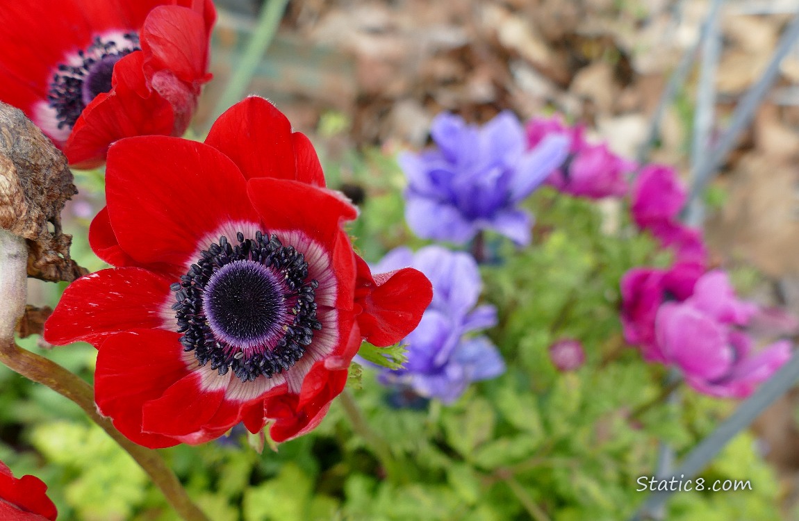 Japanese Anemones in red, blue and purple blooms