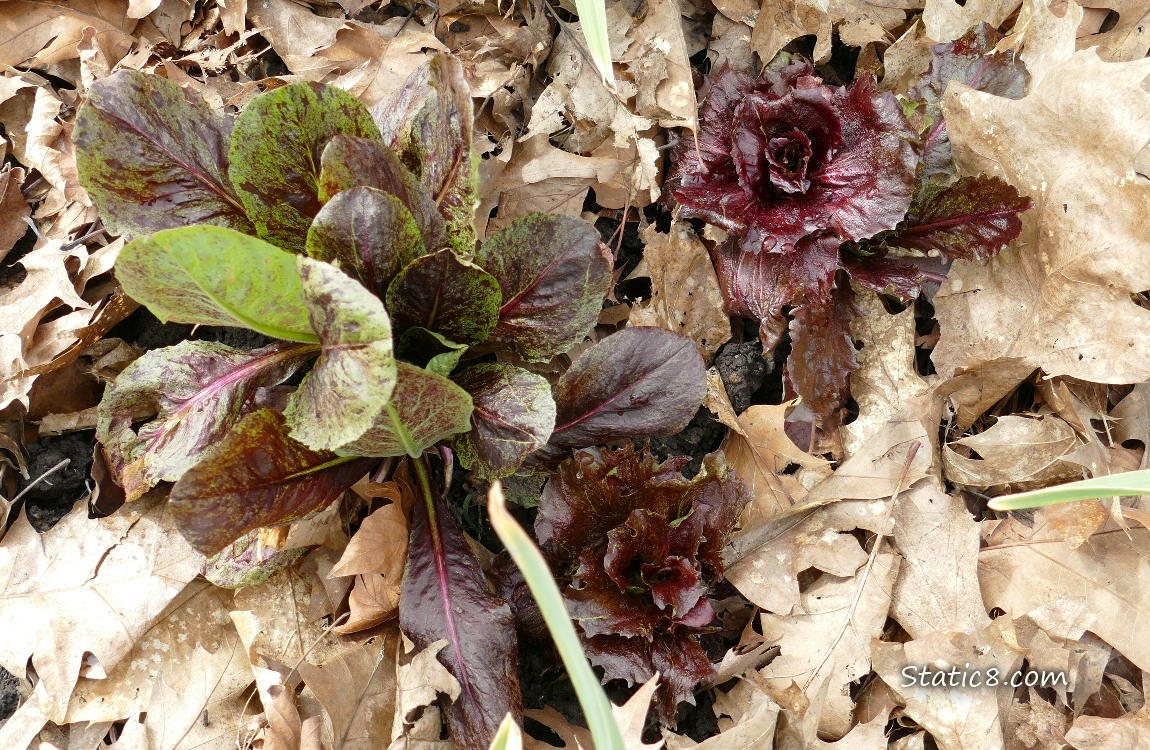 Lettuces growing in leaf mulch