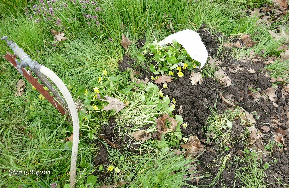 Dug up and bagged Lesser Celandine in a garden plot