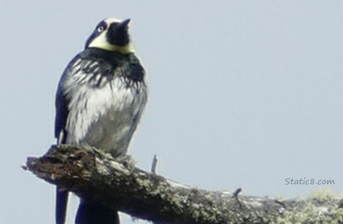 Acorn Woodpecker standing on a broken branch