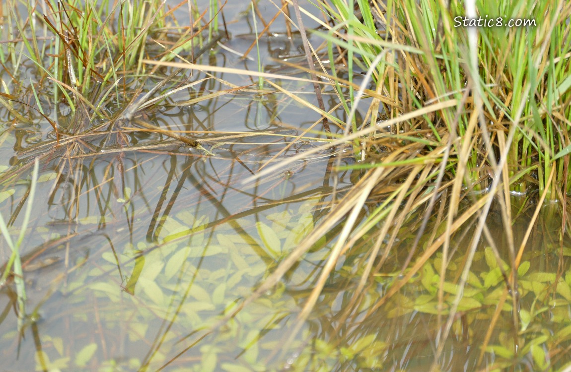 Grasses and underwater plants