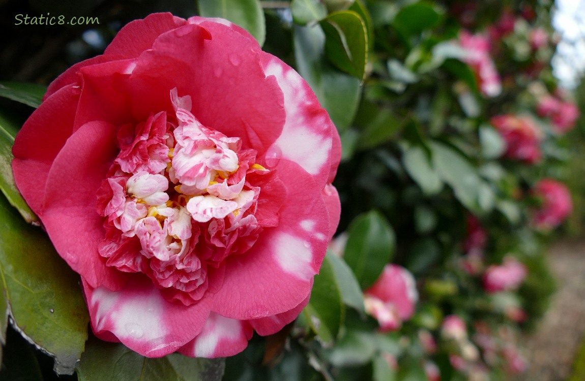 Bicolour Camellia bloom