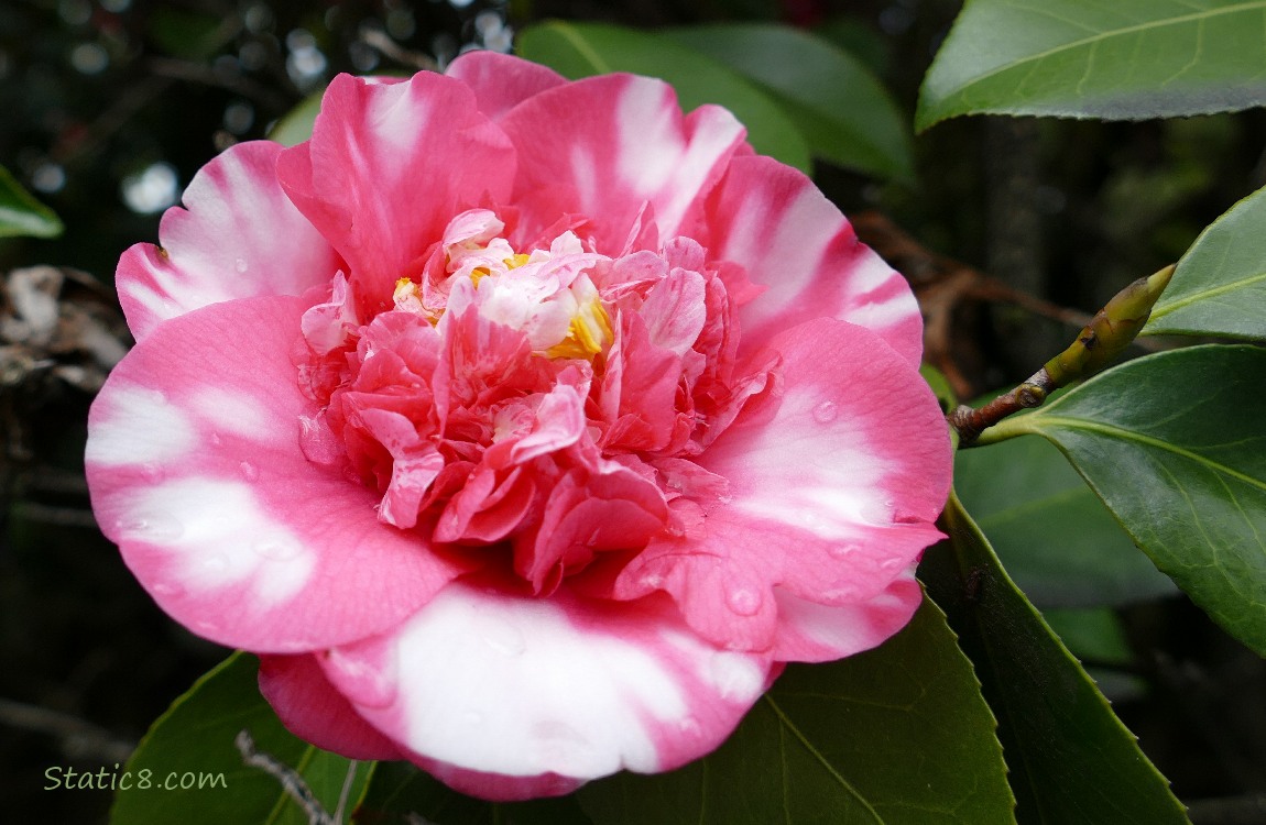 Close up of a bicolour Camellia bloom