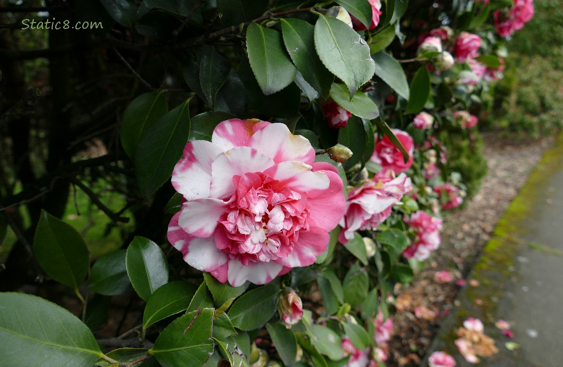 Camellia bush with several blooms