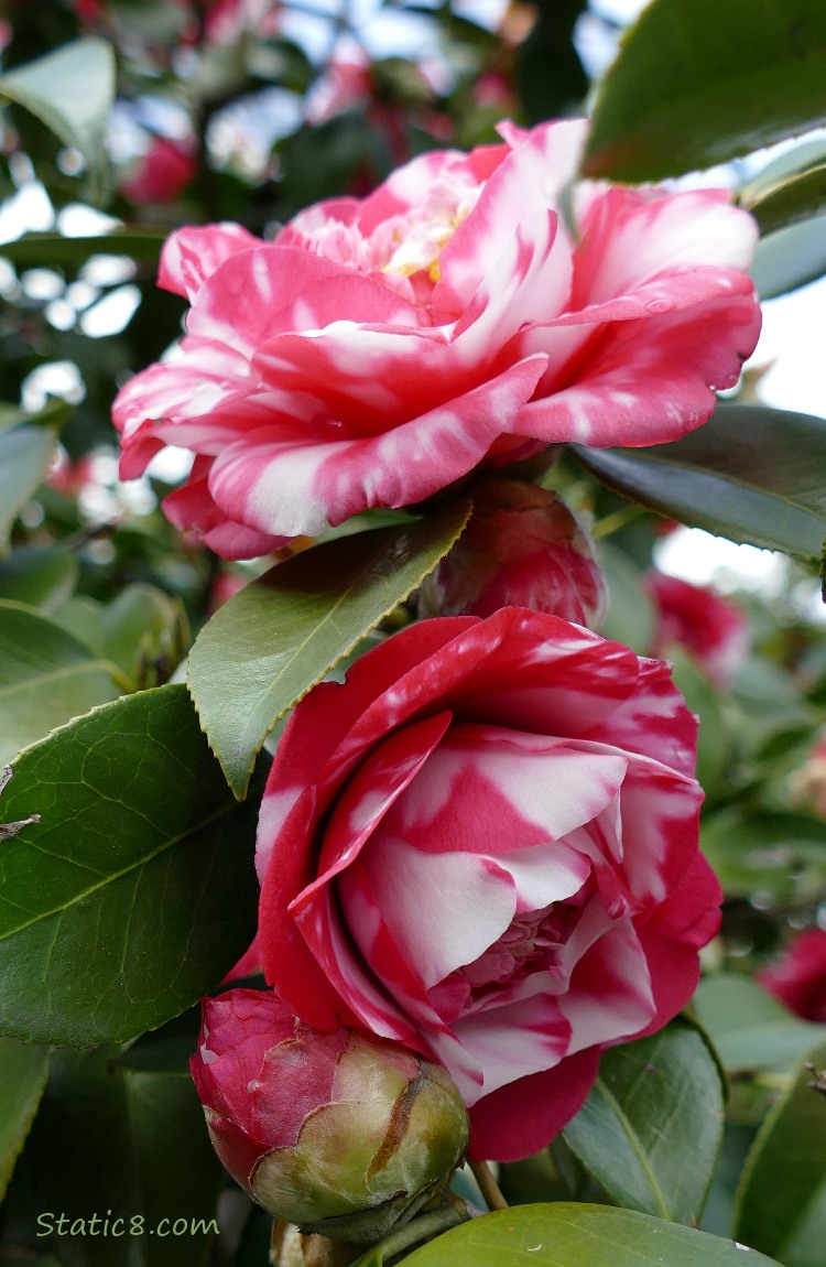 Bicolour Camellia blooms