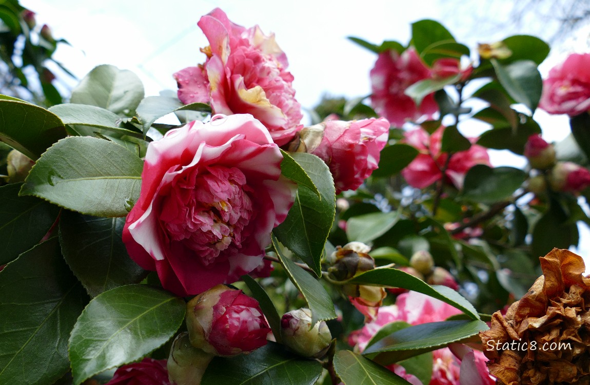 Bicolour Camellia blooms