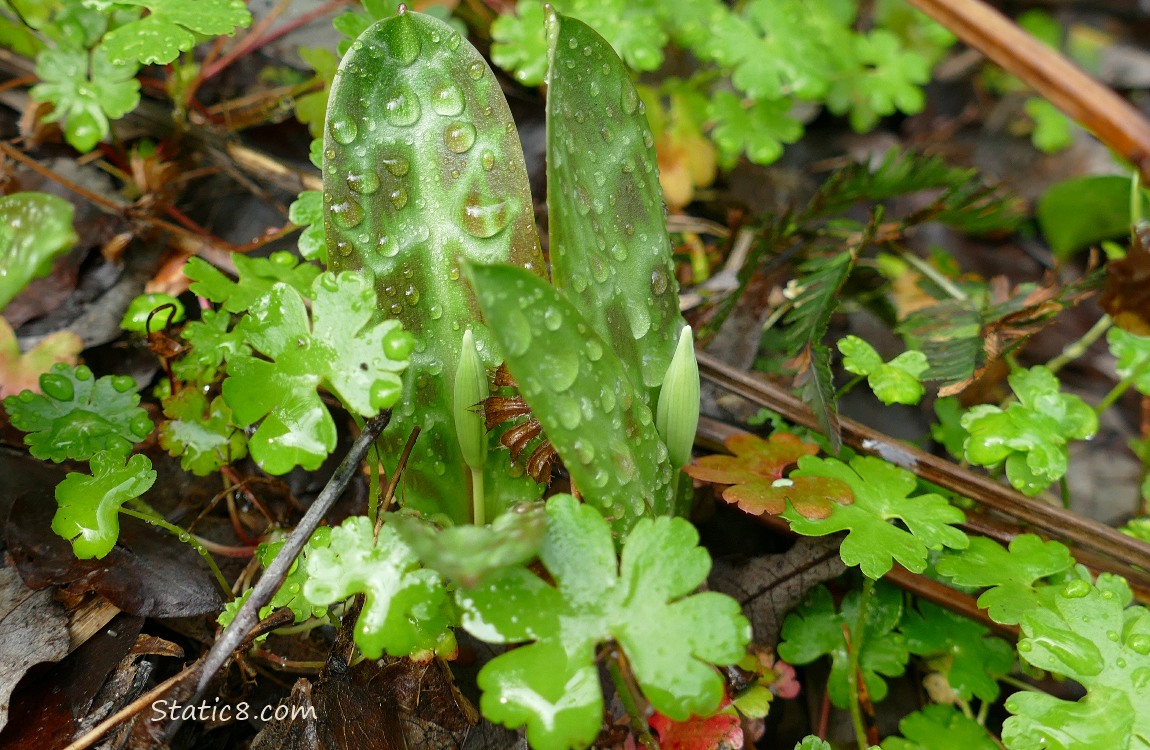 Fawn Lily leaves and buds