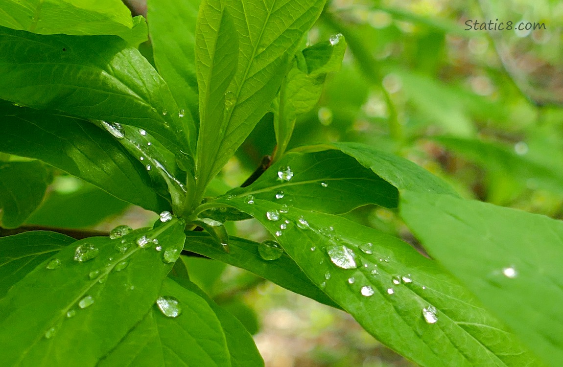 Rain drops on green leaves