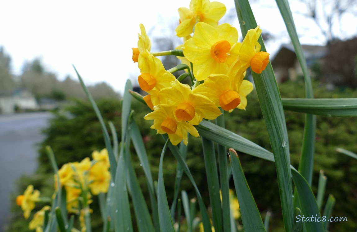 Jonquil blooms under a grey sky