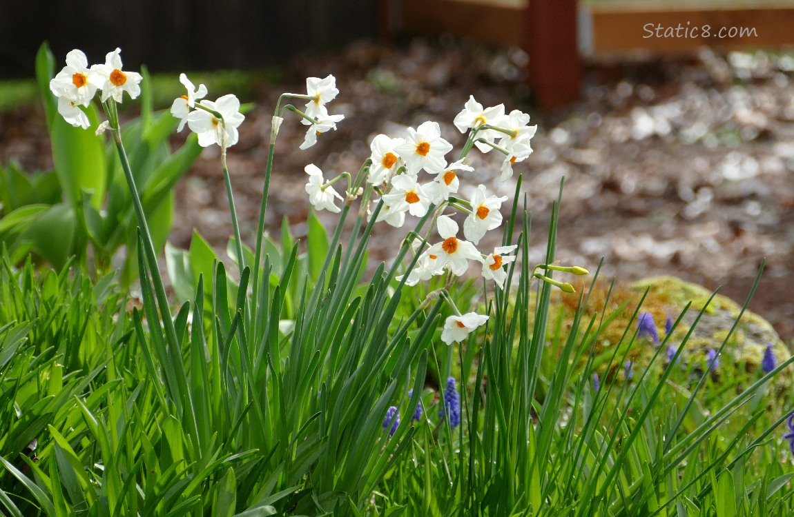 Jonquils with some Grape Hyacinth blooms