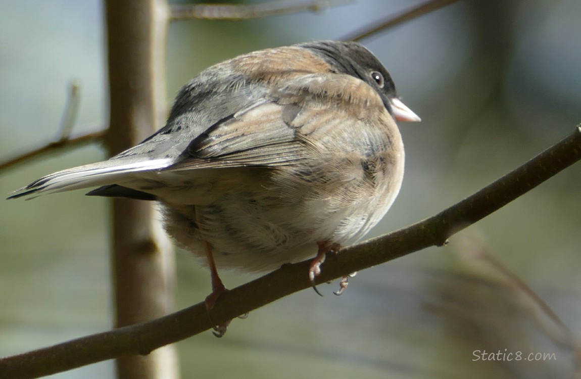 The butt of a Junco