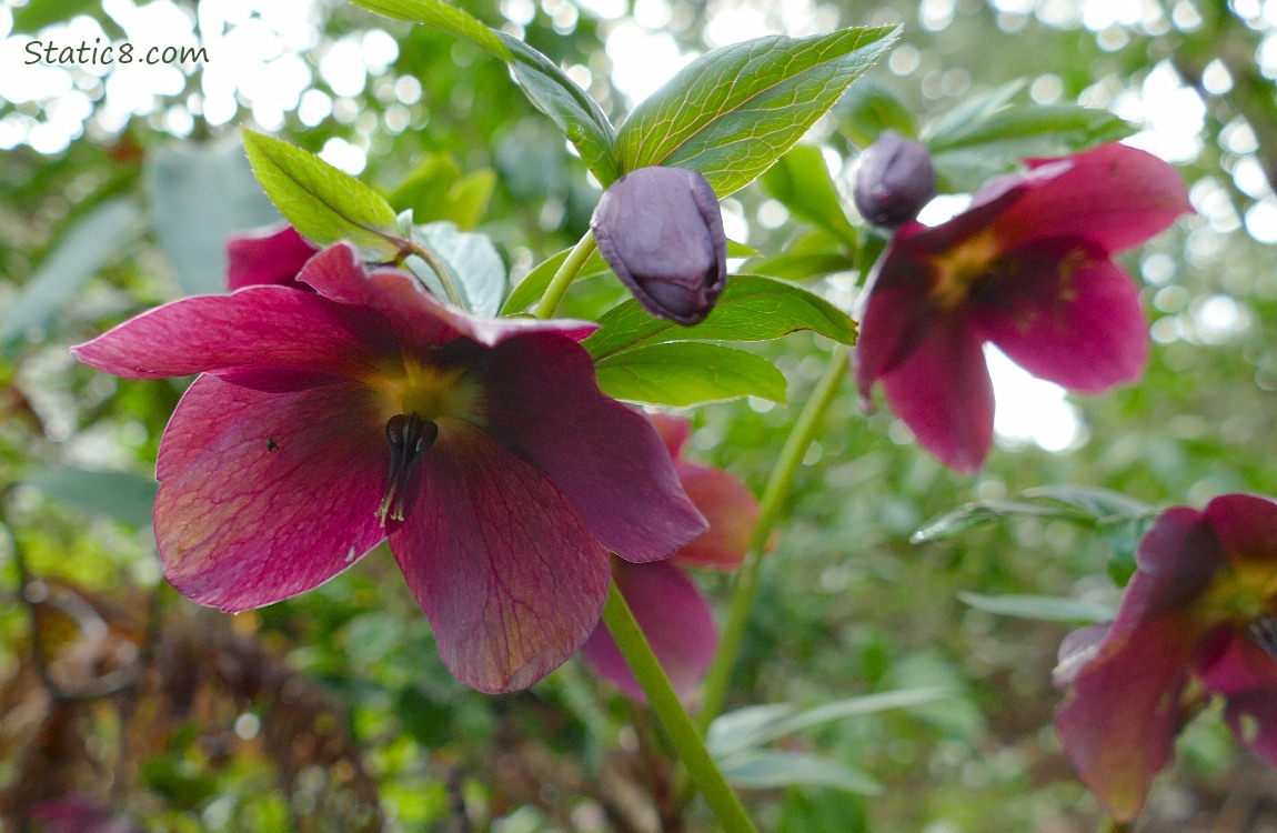 Red violet Lenten Rose blooms