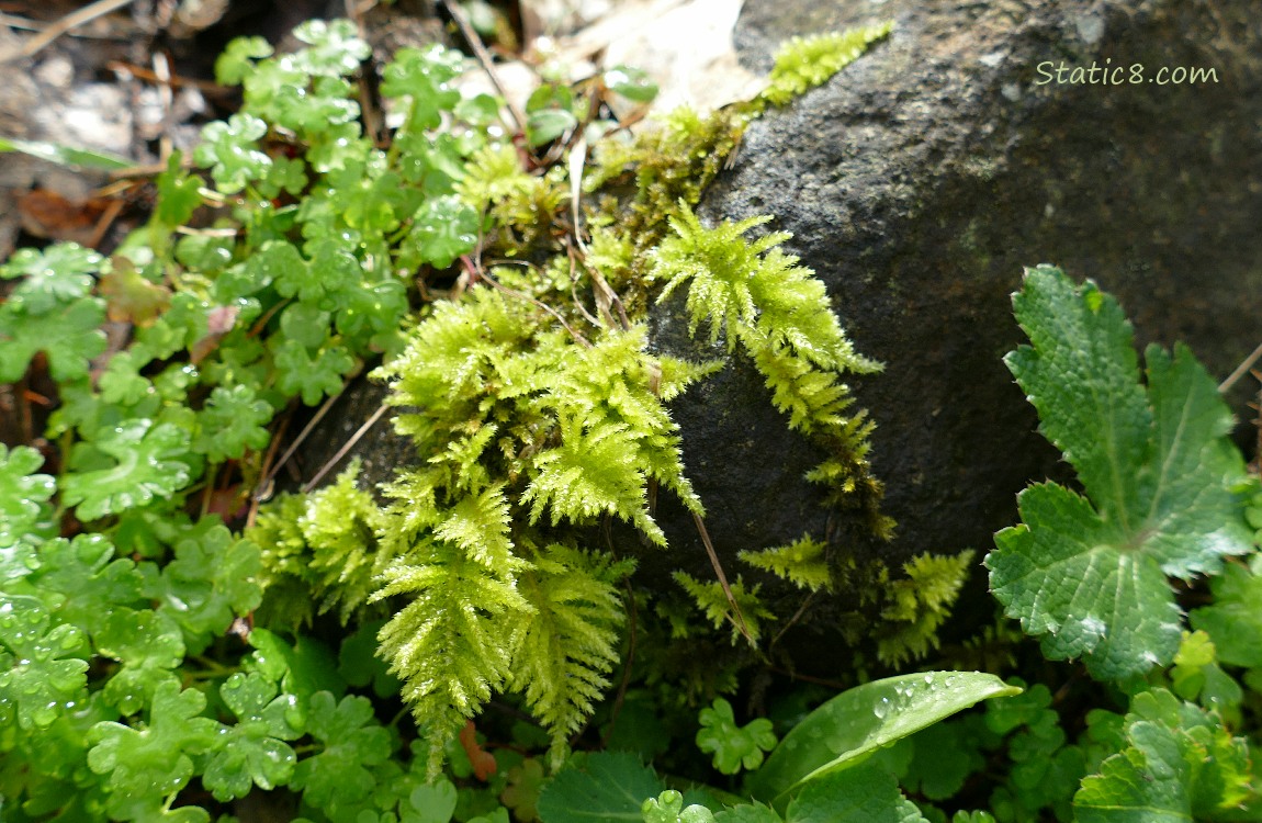 Mossy stuff growing from a wet log