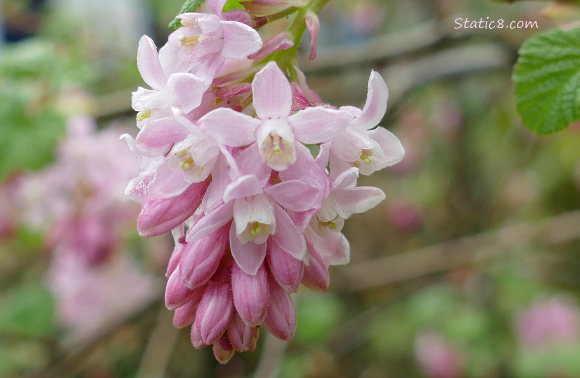 Close up of a Red Flowering Currant bloom