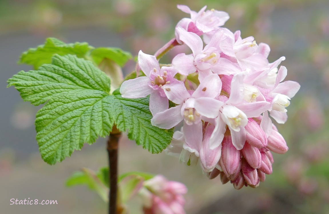 Close up of a Red Flowering Currant bloom