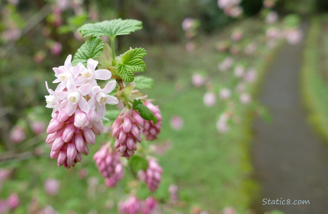 Red Flowering Currants blooming next to the path