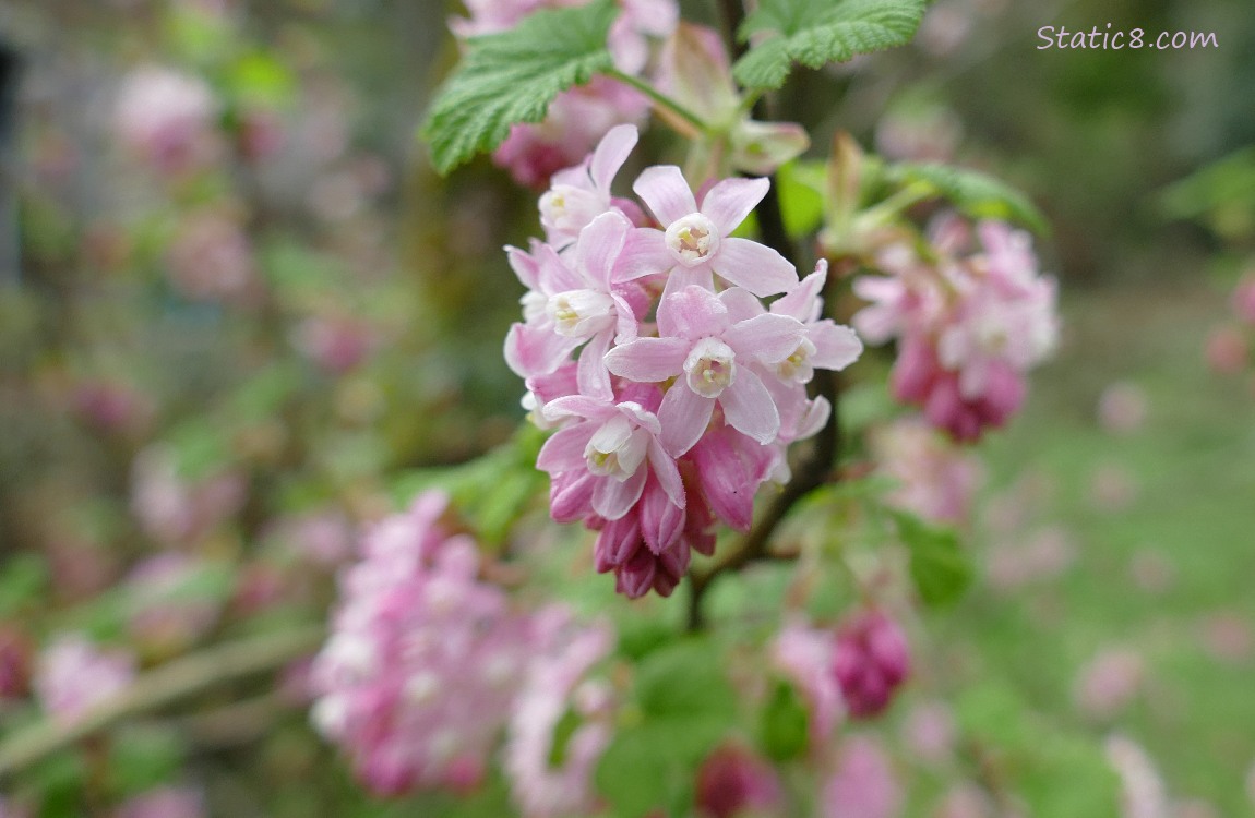 Red Flowering Currants blooming