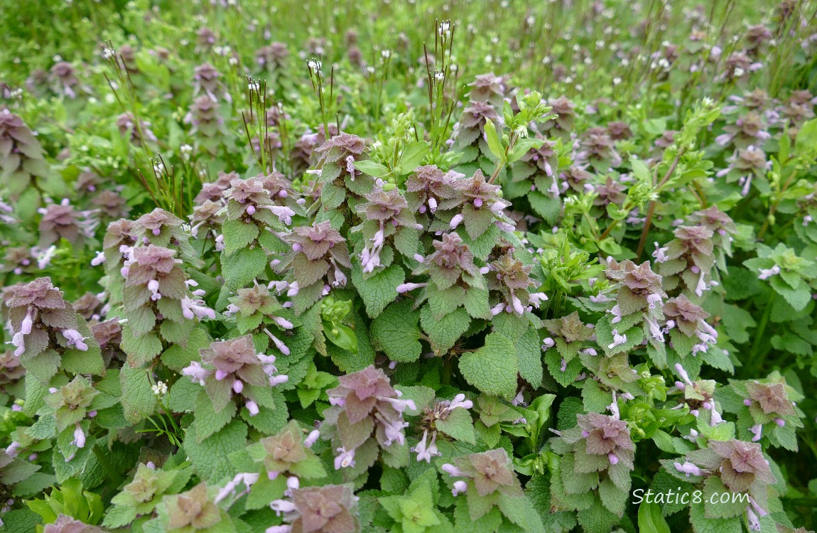 Dead Nettle blooming