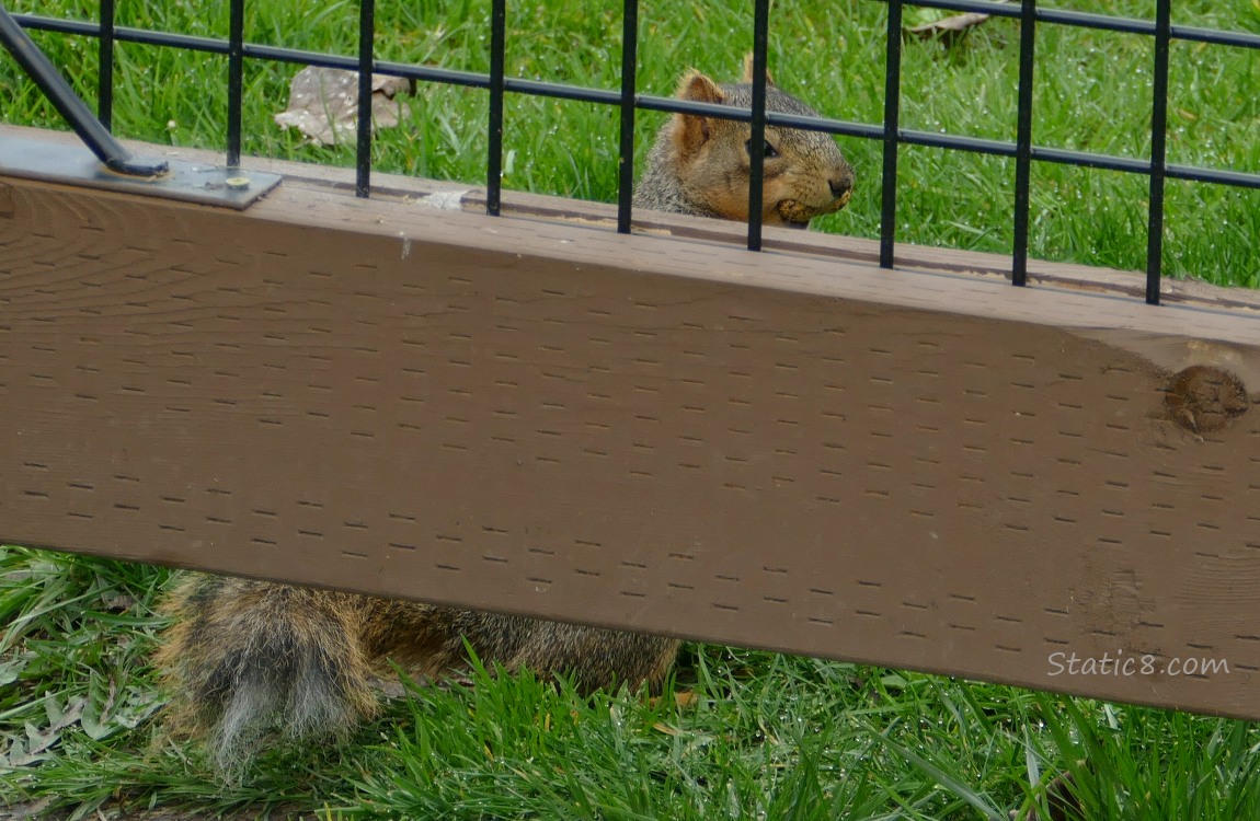 Squirrel standing on the other side of a wood and wire fence