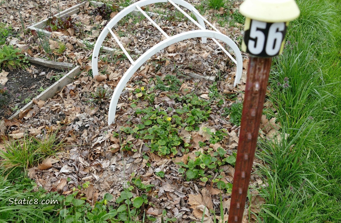 Lesser Celandine growing in plot 56