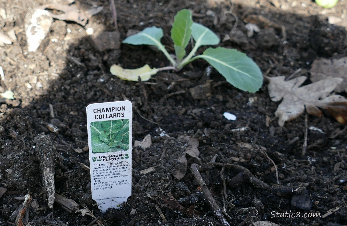 Collard plant growing next to a tag